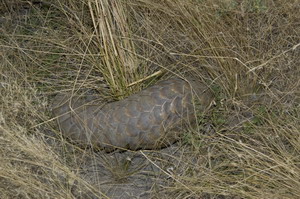 Pangolin Sighting at Kalahari Plains Camp - Luxury Botswana Safaris