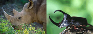 Luxury Southern African Vacations - Rhino and Rhino-beetle
