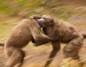 Luxury African Safaris - Baboon Photography