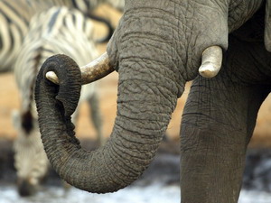 Elephant Trunks - Luxury African Safaris