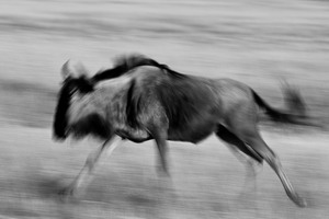 Safari Wildebeest Photography - Luxury Southern African Safaris