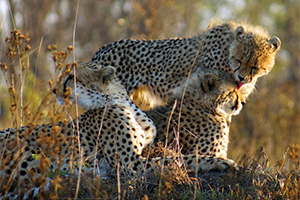 Luxury African Safaris - Cheetahs