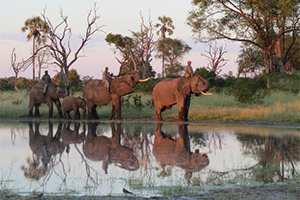 Elephant Riding in Southern Africa - Luxury African Safaris