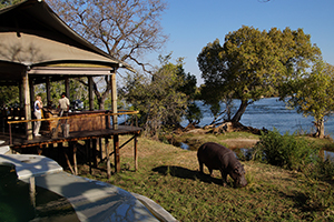 Luxury Southern African Safaris - Hippo Sighting