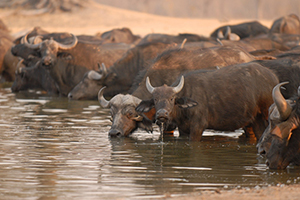 Luxury African Safaris - Buffalo Herd