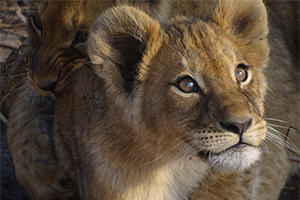 Lion Cub - Luxury Southern African Safaris