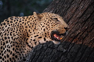 Luxury African Safaris - Leopard in Southern Africa