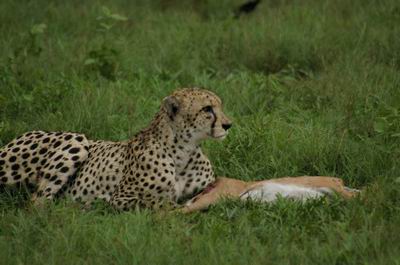 Cheetah with kill