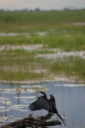 African Darter