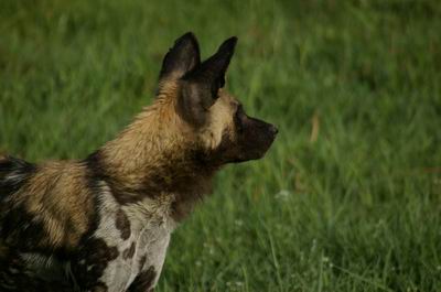 African Painted Wold ("wild dog")