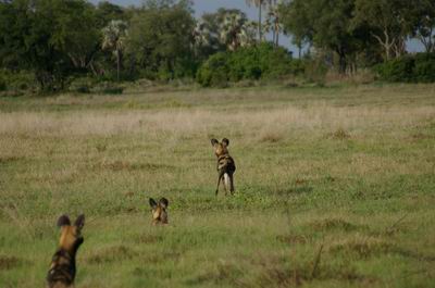 Dogs on the hunt