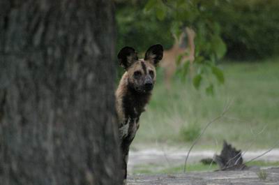 Wild dog on the hunt