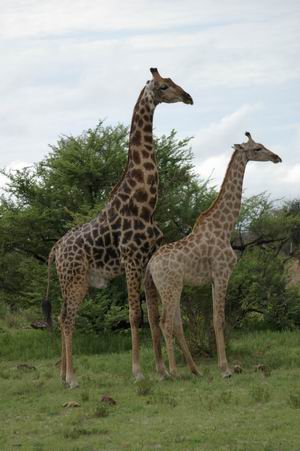 Giraffe about to mate