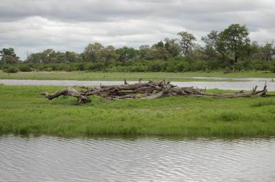 Savuti hide 08