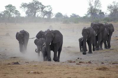 Savuti Hide - 07