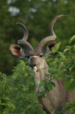 Young Kudu Bull