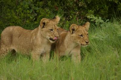 Lion cubs