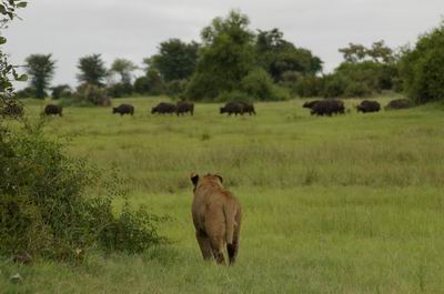 Lioness on the hunt