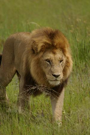 Male lion