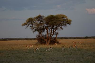 Springbuck in Deception Valley
