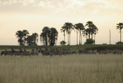 Zebra in the Makgadikgadi