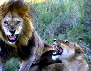 Lion Viewing on Safari - Luxury Southern African Safaris