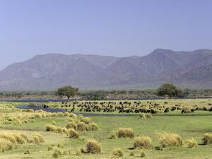 Protecting the Zambezi Valley - Luxury Zambia Safaris