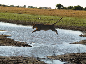 Lion Jump - Luxury African Safaris