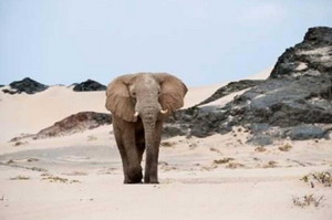 Desert Adapted Elephants in Damaraland - Luxury Namibian Safaris