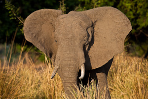 Elephant Bull - Luxury African Safaris