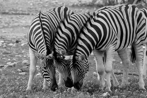 Zebra Photography - Luxury African Safaris