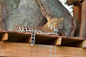 Luxury Botswana Safaris - Leopards in the Delta
