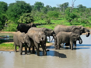 Elephant Herd - Luxury Southern African Safaris