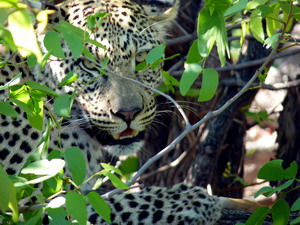 Leopard Photography - Luxury Southern African Safaris