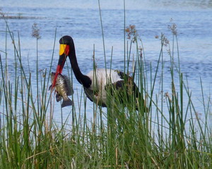 Bird Photography - Luxury African Safaris