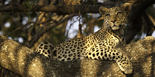 Leopard Conceals Himself in the Trees - Where | Luxury African Safari Vacations | Classic Africa