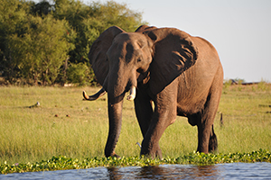 Elephants at Changa Safari Camp - Luxury Zimbabwe Safaris