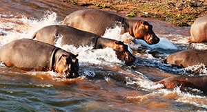 Luxury Changa Safaris - Hippos on the Shore of Lake Kariba